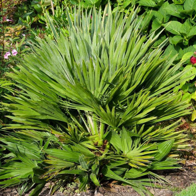 Nasiona Karłatki Vulcano - Chamaerops Humilis 'Vulcano'