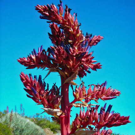 Nasiona Puya Kolczasta - Puya Coerulea