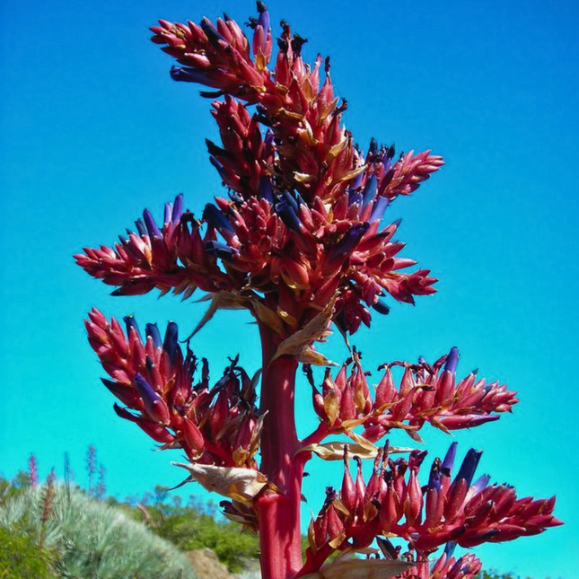 Nasiona Puya Kolczasta - Puya Coerulea