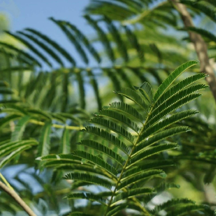 Nasiona Albicji Niopoides - Albizia Niopoides