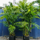 Nasiona Palmy Kostarykańskiej (Chamadorea costaricana)