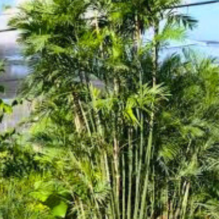 Nasiona Palmy Kostarykańskiej - Chamadorea Costaricana