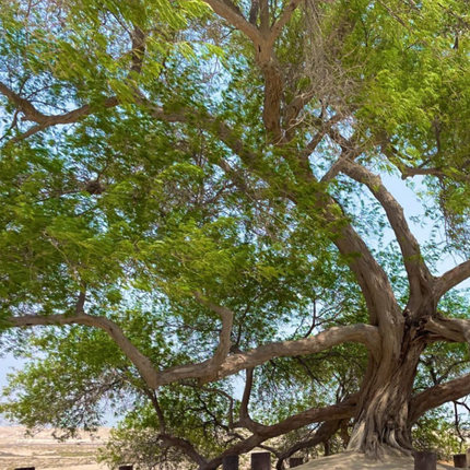 Nasiona Jadłoszynu Khejri - Prosopis Cineraria