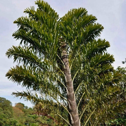Nasiona Palmy Rybi Ogon - Walichia Disticha