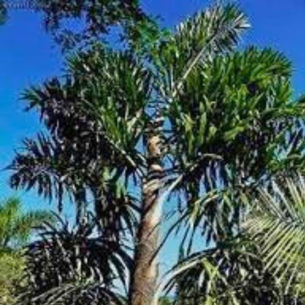 Nasiona Palmy Rybi Ogon - Walichia Disticha