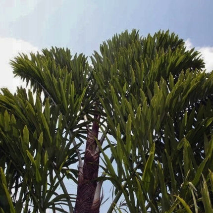 Nasiona Palmy Rybi Ogon - Walichia Disticha
