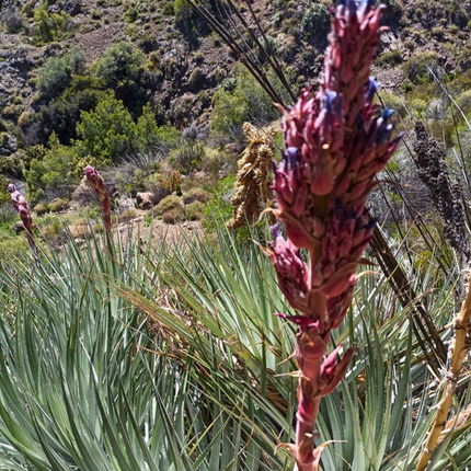 Nasiona Puya Kolczasta - Puya Coerulea