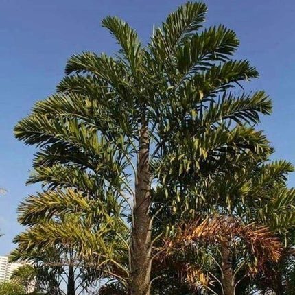 Nasiona Palmy Rybi Ogon - Walichia Disticha