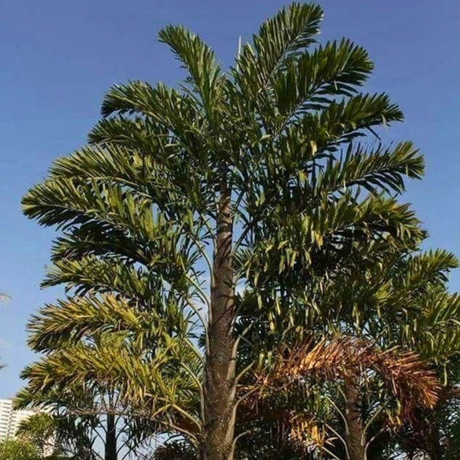 Nasiona Palmy Rybi Ogon - Walichia Disticha