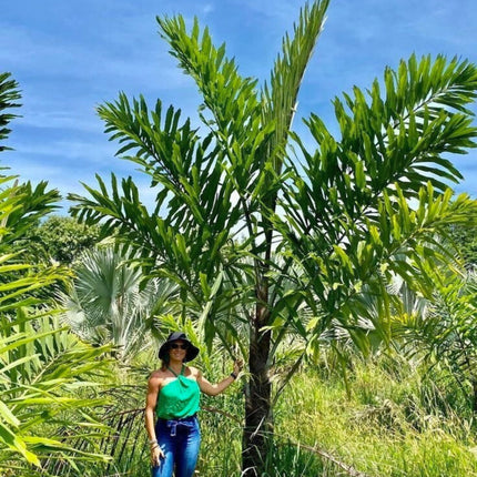 Nasiona Palmy Rybi Ogon - Walichia Disticha