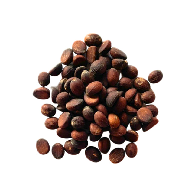 Nasiona Palmy Rybi Ogon - Walichia Disticha