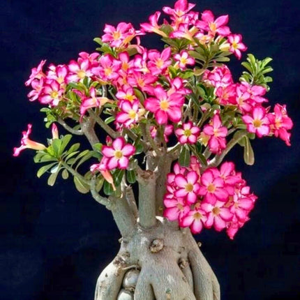 Nasiona Róży Pustyni - Adenium Obesum