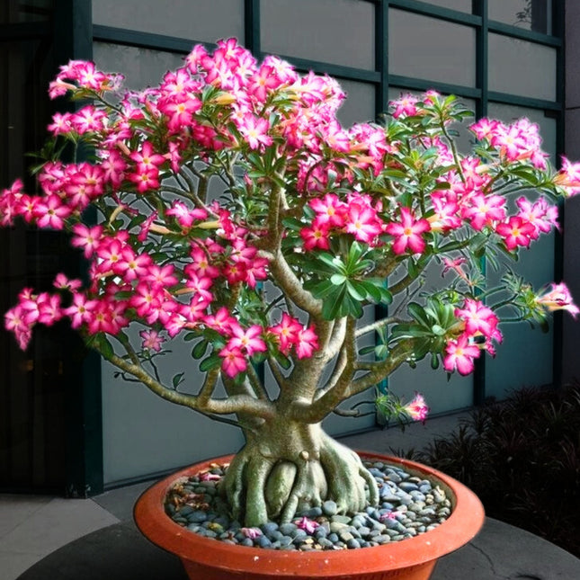 Nasiona Róży Pustyni - Adenium Obesum