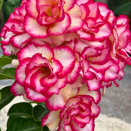 Nasiona Róży Pustyni - Adenium Obesum