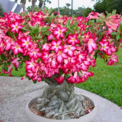 Nasiona Róży Pustyni - Adenium Obesum