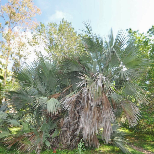 Nasiona Palmy Pakistańskiej - Nannorrhops Ritchieana