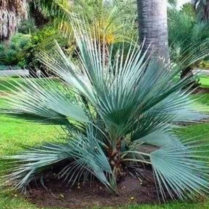 Nasiona Palmy Pakistańskiej - Nannorrhops Ritchieana