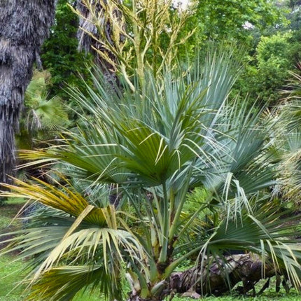Nasiona Palmy Pakistańskiej - Nannorrhops Ritchieana