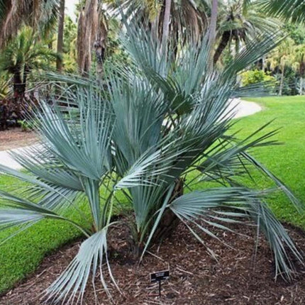 Nasiona Palmy Pakistańskiej - Nannorrhops Ritchieana