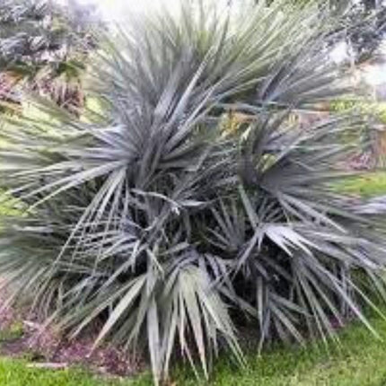Nasiona Palmy Pakistańskiej - Nannorrhops Ritchieana
