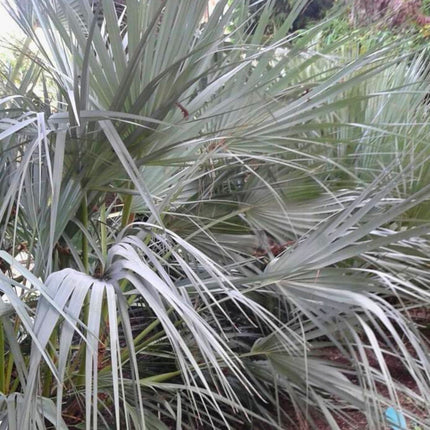 Nasiona Palmy Pakistańskiej - Nannorrhops Ritchieana