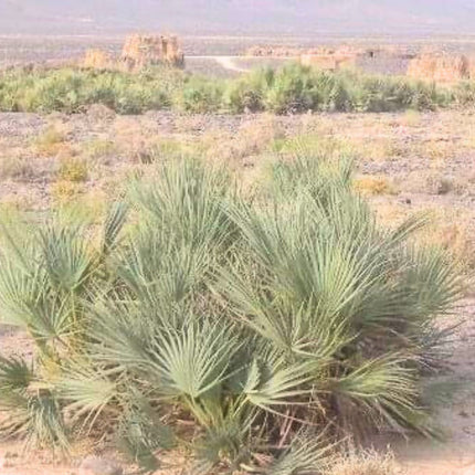 Nasiona Palmy Pakistańskiej - Nannorrhops Ritchieana