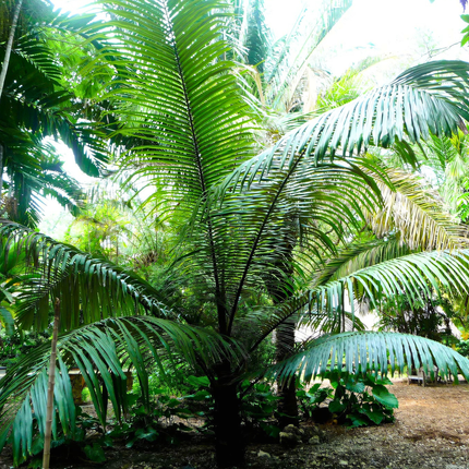 Nasiona Palmy Cukrowek Westerhouta - Arenga Westerhoutii﻿﻿