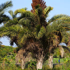 Nasiona Rafii Gigantycznej (Raphia australis)