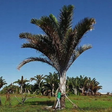 Nasiona Rafii Gigantycznej - Raphia Australis