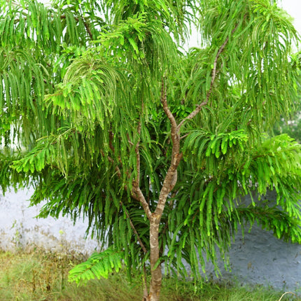 Nasiona Agrestu Indyjskiego - Phyllanthus Emblica
