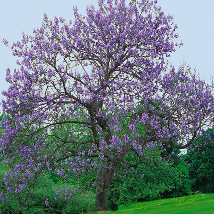 Nasiona Paulowni Surmolistnej - Paulownia Catalpifolia