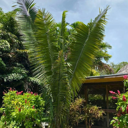 Nasiona Palmy Olejowej - Attalea Cohune