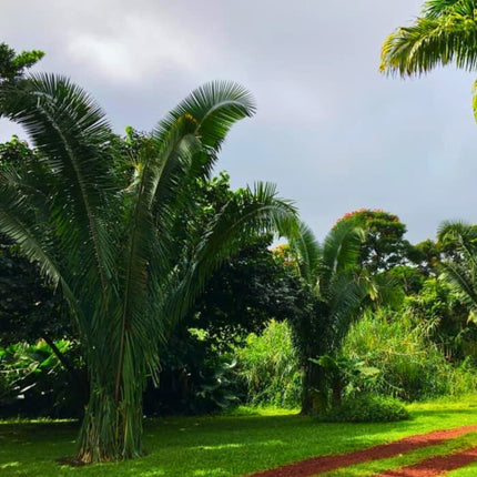 Nasiona Palmy Olejowej - Attalea Cohune