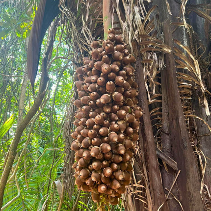 Nasiona Palmy Olejowej - Attalea Cohune