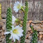 Nasiona Kaktusa Nocnego Kwiatu (Harrisia tetracantha)