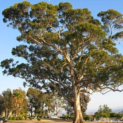 Nasiona Eukaliptusa Gałkowego - Eucalyptus Globulus