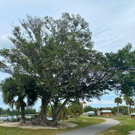 Nasiona Figowca Bengalskiego - Ficus Benghalensis
