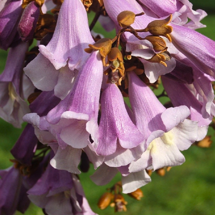 Nasiona Paulowni Surmolistnej - Paulownia Catalpifolia