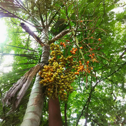 Nasiona Liwistonii Jenkinsiana - Livistona Jenkinsiana