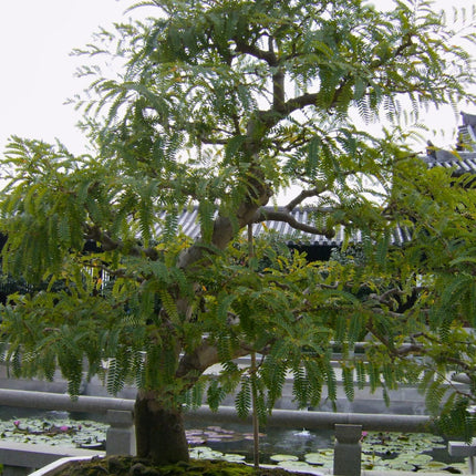 Nasiona Agrestu Indyjskiego - Phyllanthus Emblica