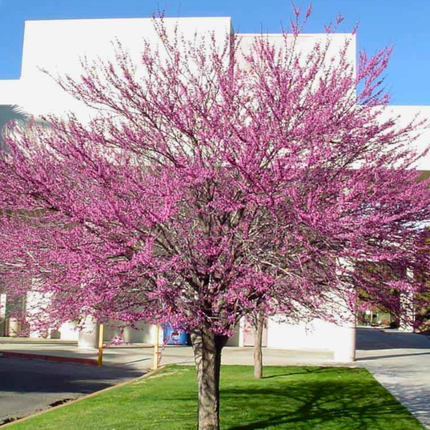 Nasiona Judaszowca Zachodniego - Cercis Occidentalis