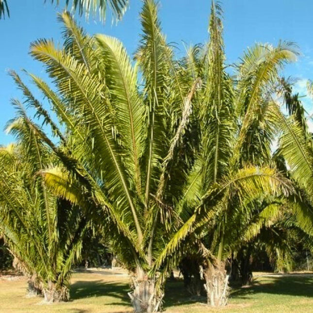 Nasiona Palmy Olejowej - Attalea Cohune
