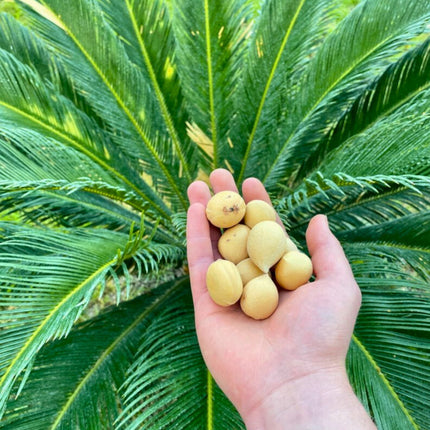 Nasiona Sagowca Odwiniętego - Cycas Revoluta