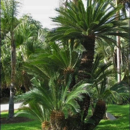 Nasiona Sagowca Odwiniętego - Cycas Revoluta