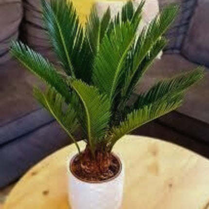 Nasiona Sagowca Odwiniętego - Cycas Revoluta