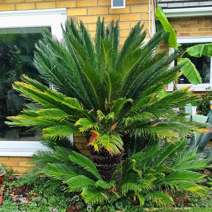 Nasiona Sagowca Odwiniętego - Cycas Revoluta