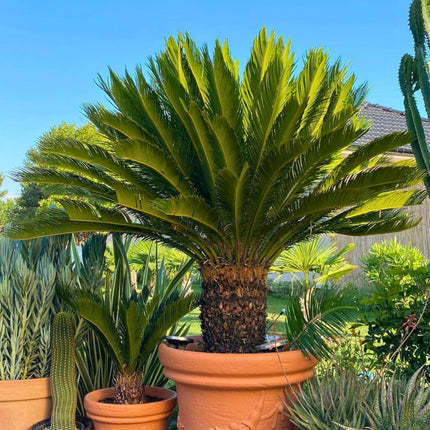 Nasiona Sagowca Odwiniętego - Cycas Revoluta