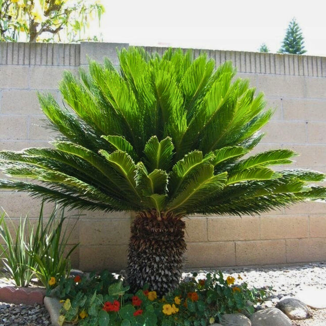 Nasiona Sagowca Odwiniętego - Cycas Revoluta