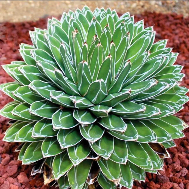 Nasiona Agawy Królowej Wiktorii - Agave Victoriae-Regina