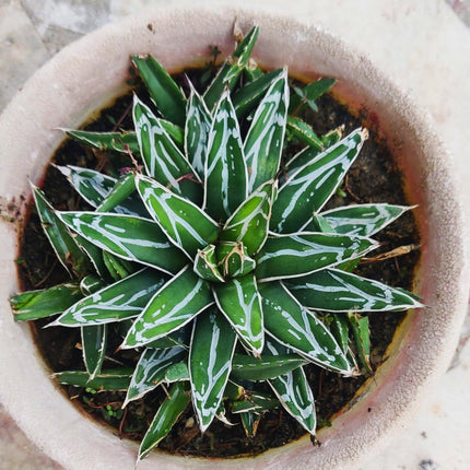 Nasiona Agawy Królowej Wiktorii - Agave Victoriae-Regina